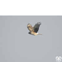 گونه سنقر خاکستری Hen Harrier